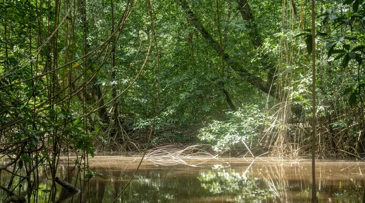 Mangrove Marine Park – Muanda, Central Kongo