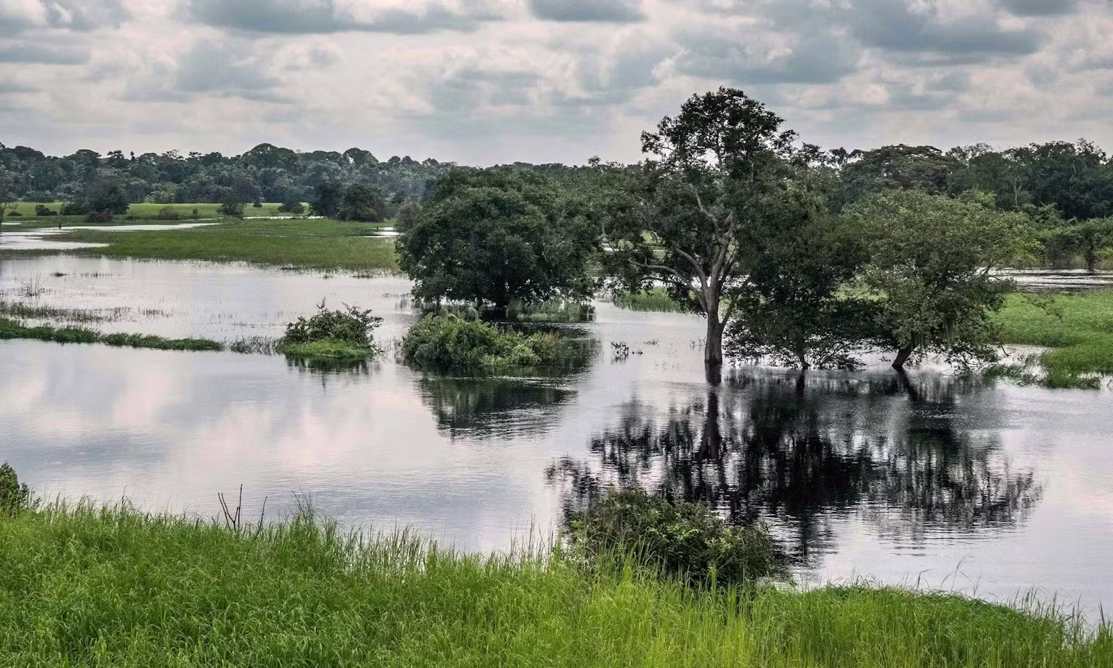 Flooded forest wetlands at Ngiri Triangle Nature Reserve, Équateur, DRC