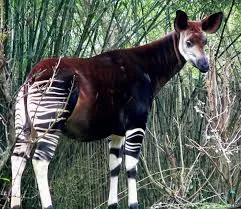 Okapi, the forest giraffe endemic to the Ituri rainforest of the Democratic Republic of Congo