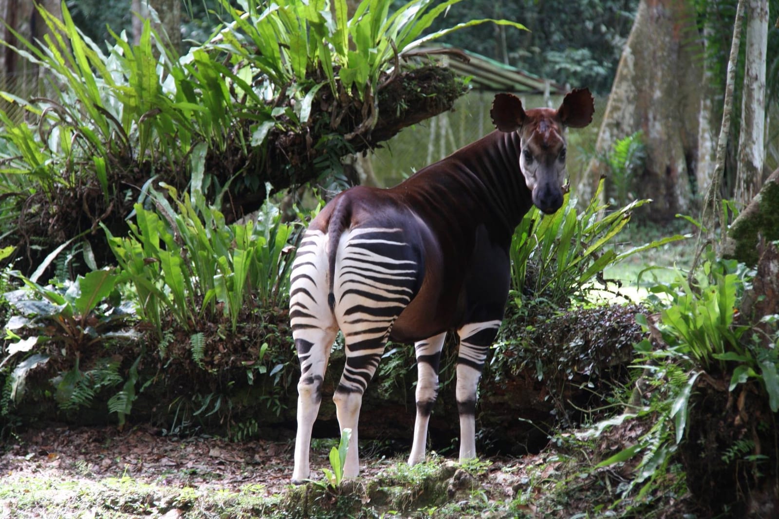 Okapi standing in dense rainforest understory at Okapi Wildlife Reserve, Ituri, DRC