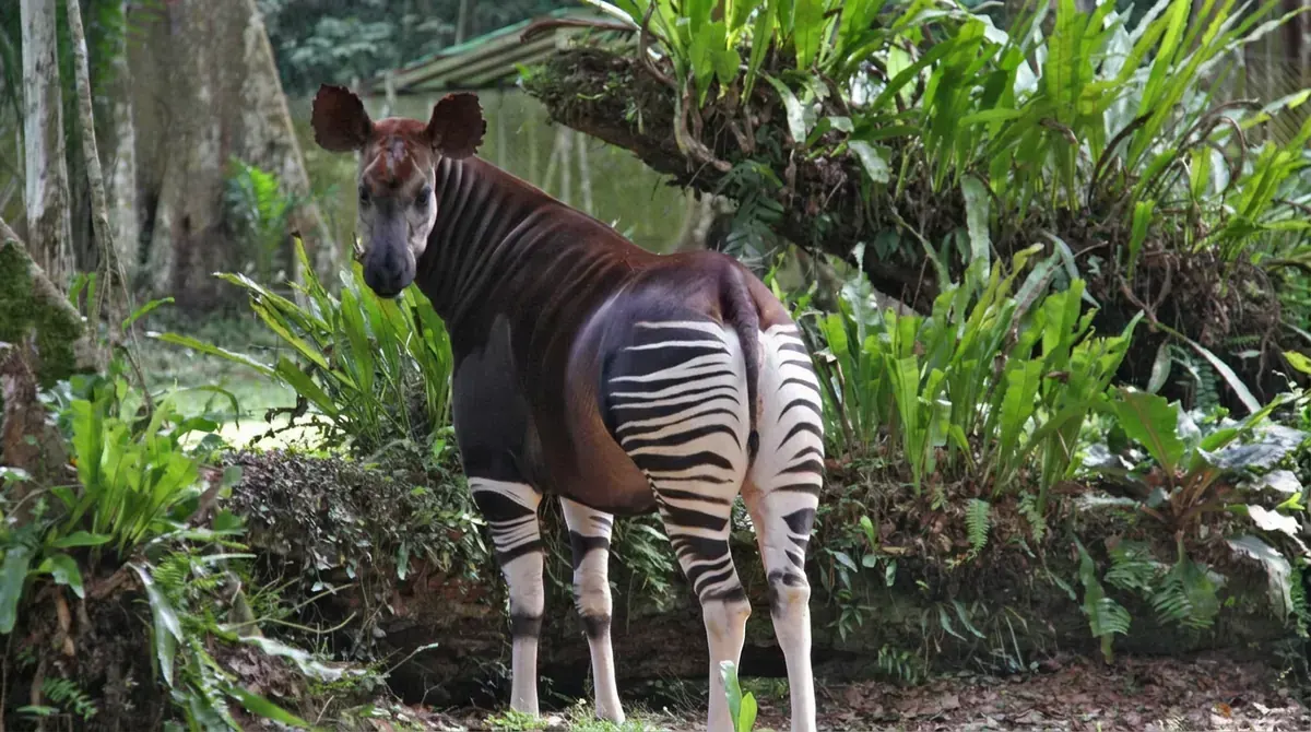 Okapi Wildlife Reserve (UNESCO)