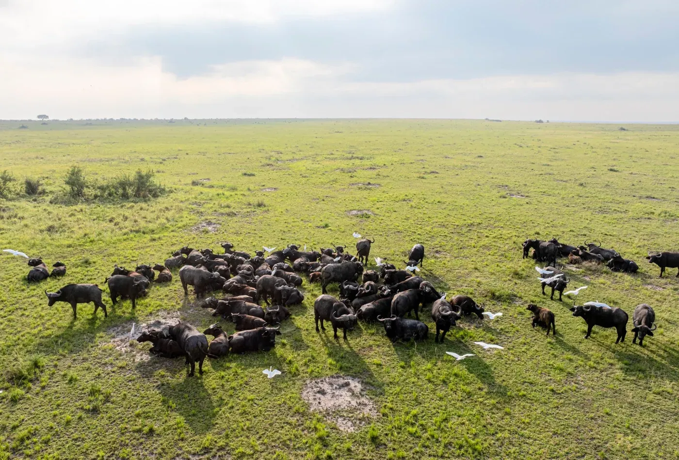 Aerial view of a Cape buffalo herd with cattle egrets on the savannah plains of the DRC