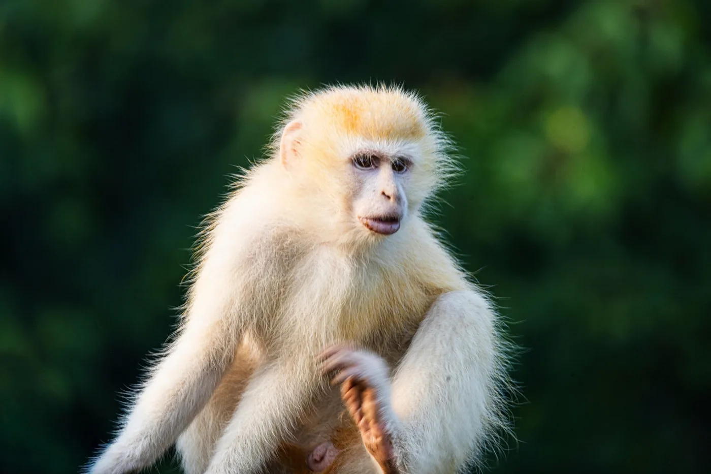 Rare leucistic primate photographed in a Congo Basin rainforest — DRC wildlife portrait