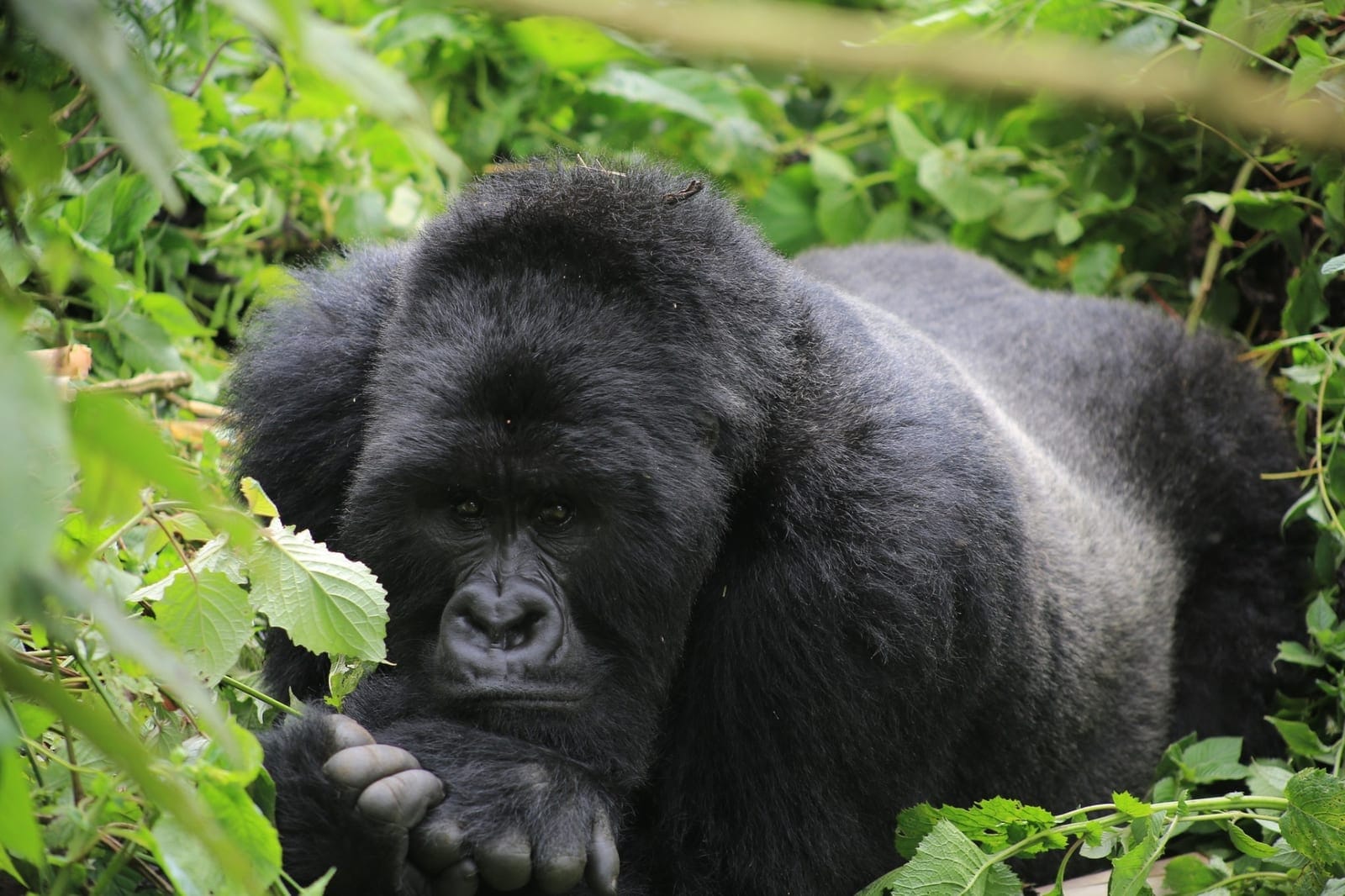 Mountain gorillas in their natural habitat at Virunga National Park
