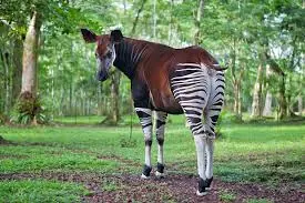 Okapi grazing in the dappled shade of the Ituri rainforest — DRC wildlife travel guide 2025