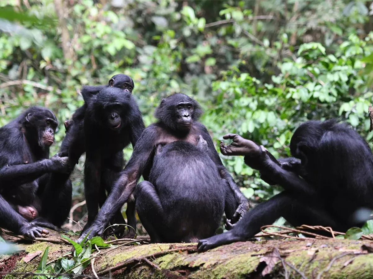 Wild bonobo in the canopy of Salonga National Park, the largest tropical rainforest reserve in Africa — DRC bonobo expedition