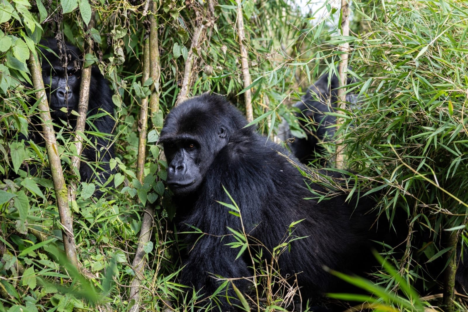 Virunga Gorilla Trekking: Complete 2025 Guide