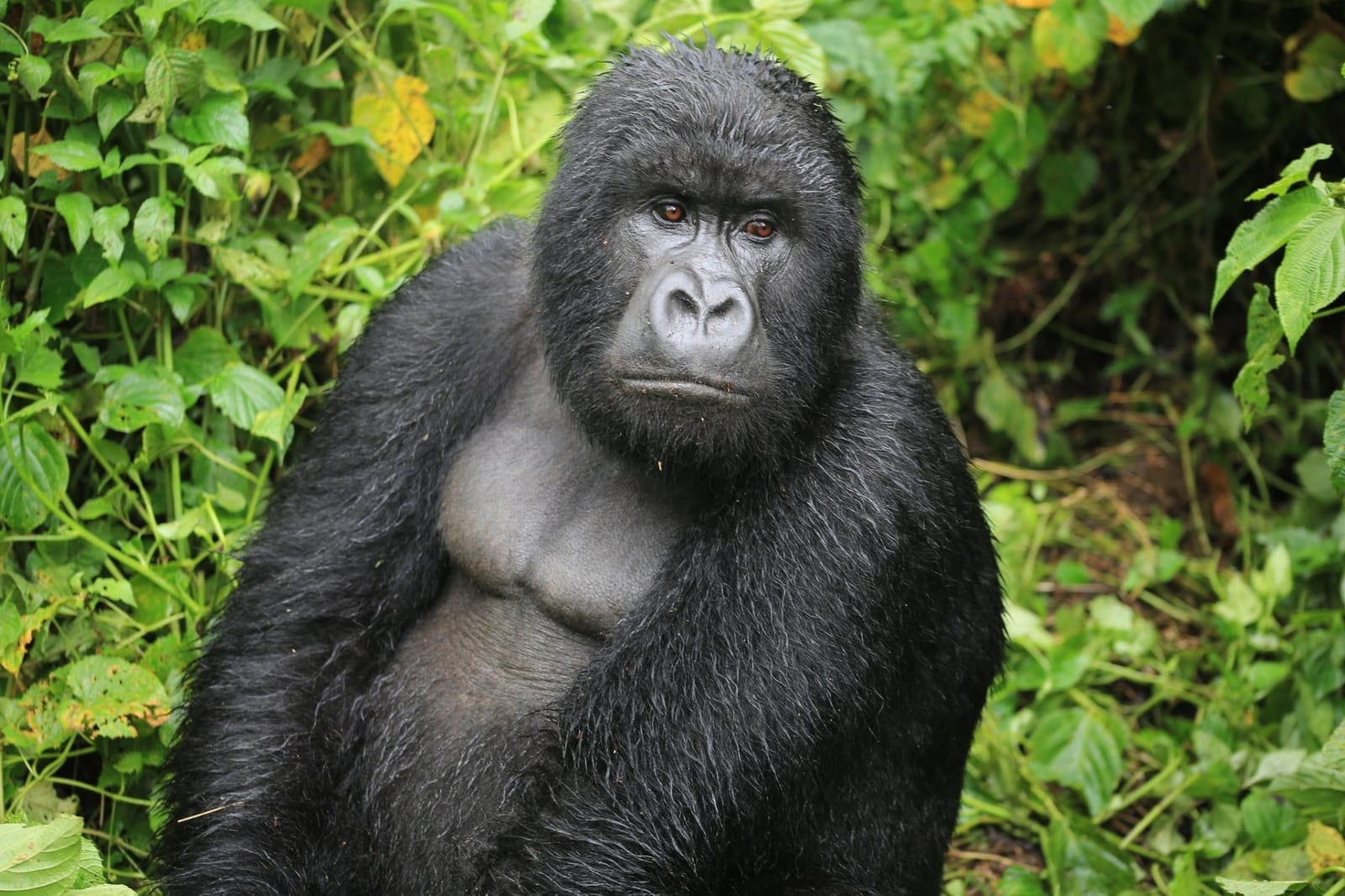 Virunga Guardians Safari
