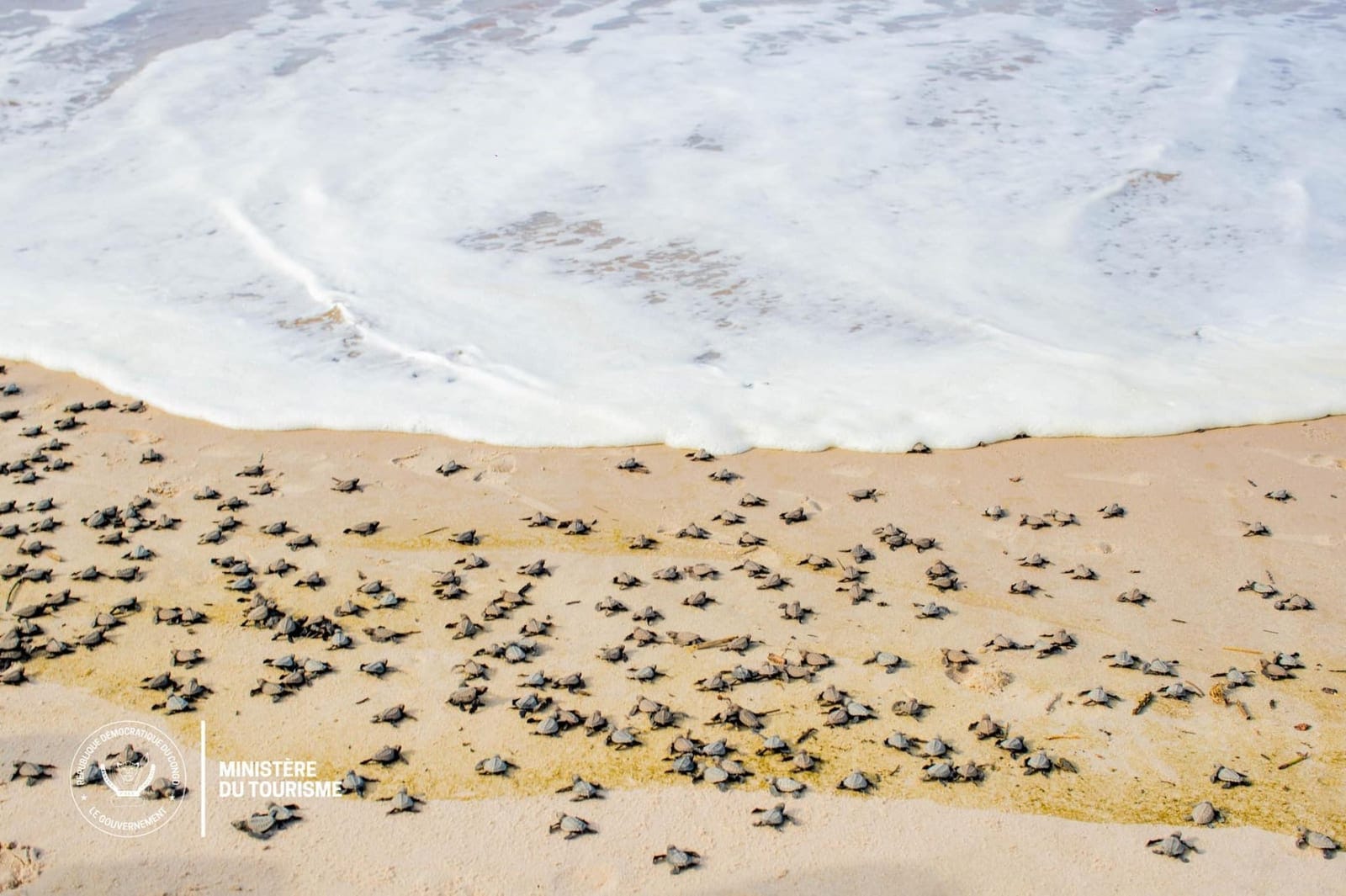 Plage Kumbi beach with baby turtles in Moanda