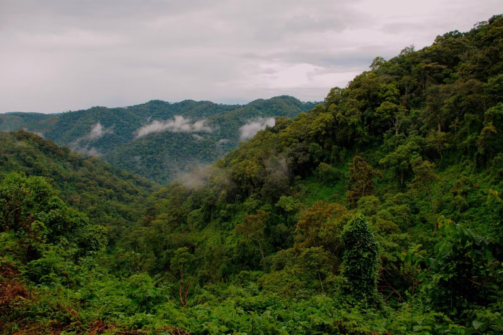 Ruwenzori Hunting Domain