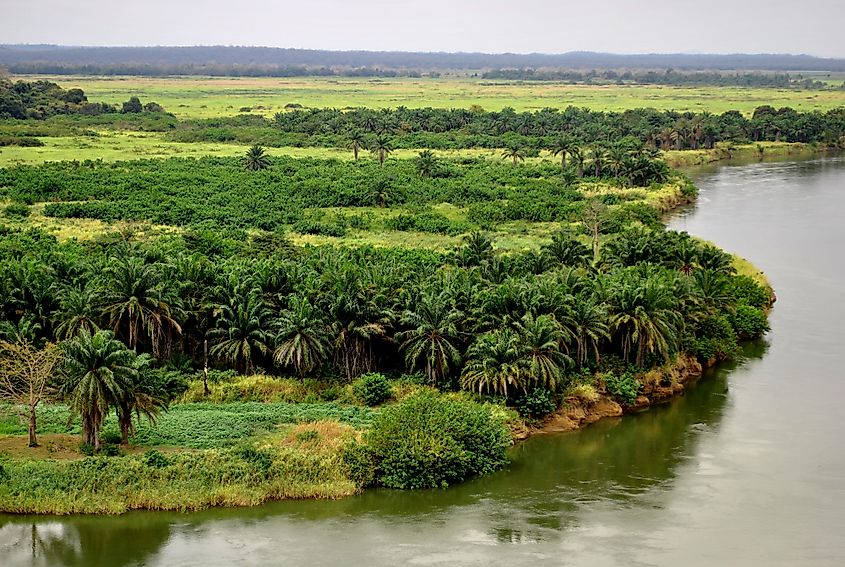 Aerial view of Congo River basin with palm trees and green landscape at Sankuru Nature Reserve, DRC