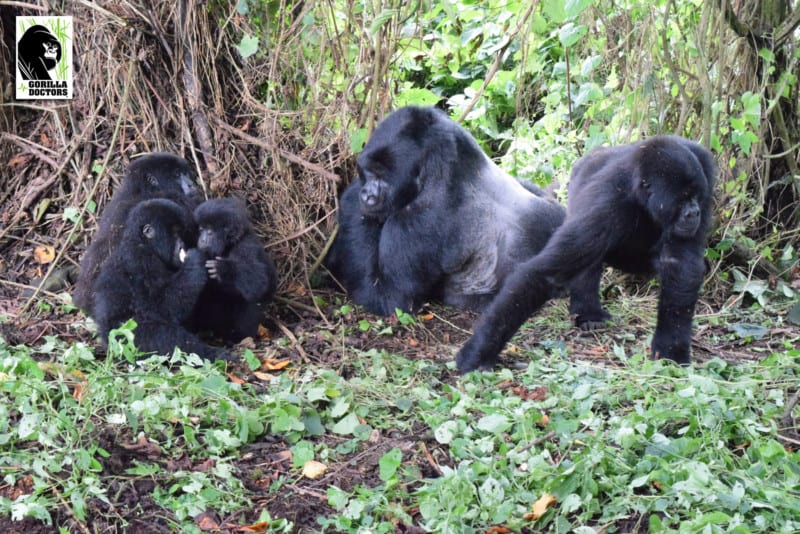 Mountain gorilla family in dense forest at Sarambwe Nature Reserve, North Kivu, DRC