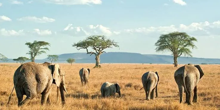 Elephants walking across dry savannah under acacia trees