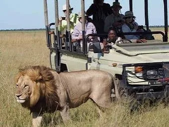 Safari vehicle with travellers watching a male lion on open grassland