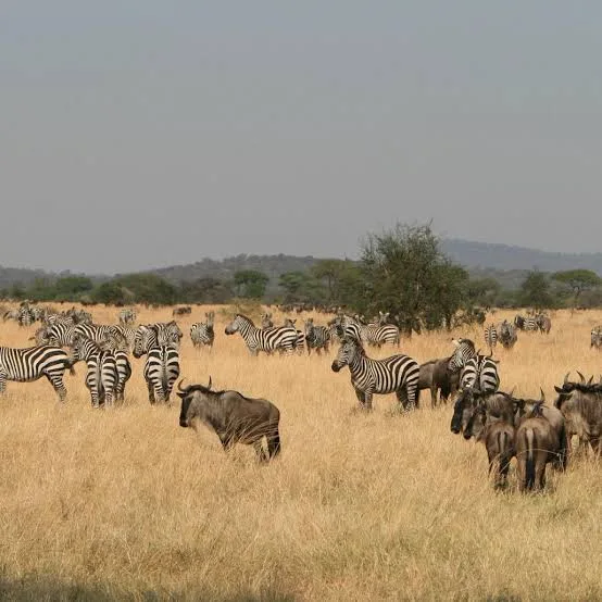 Zebras and wildebeest grazing on open golden savannah grassland