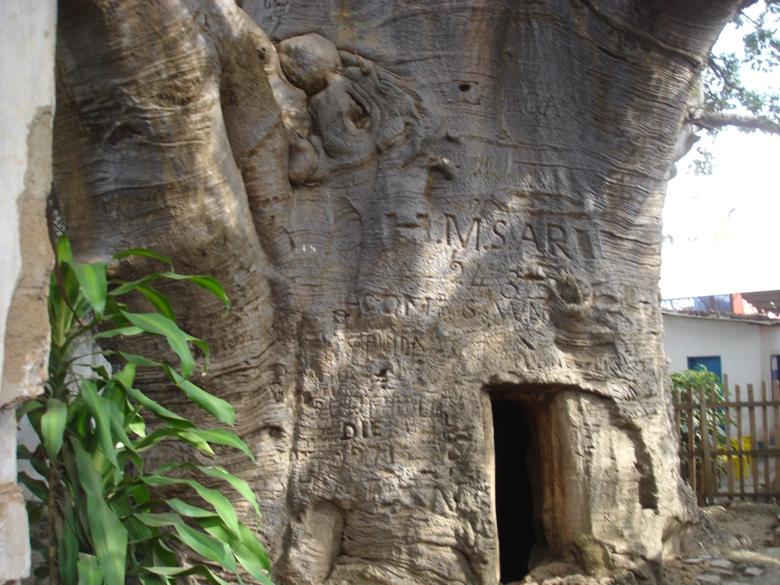 Stanley's Baobab Tree in Boma, Central Kongo, Democratic Republic of Congo