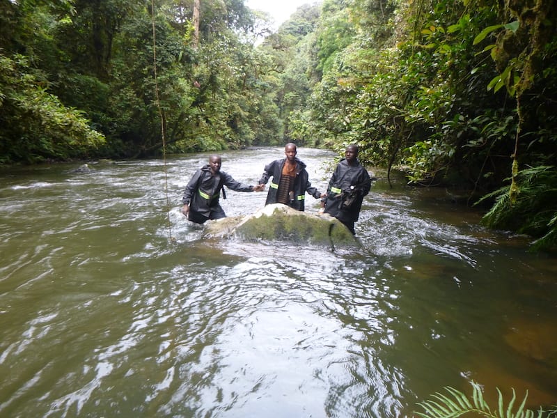 Survey team crossing river in dense rainforest at Tayna Nature Reserve, North Kivu, DRC