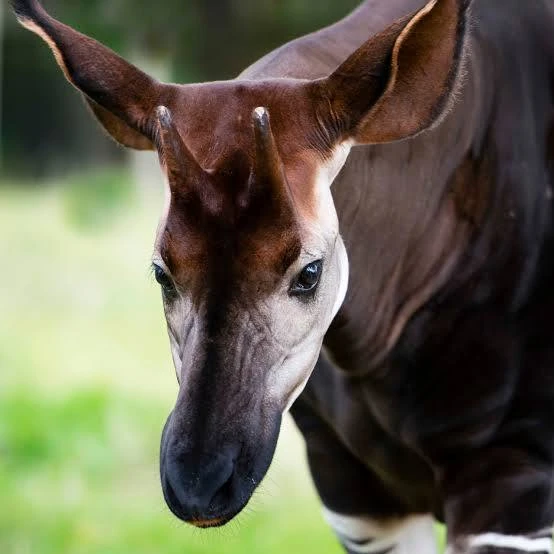 Okapi in the Congo rainforest — discover travel experiences across the Democratic Republic of Congo