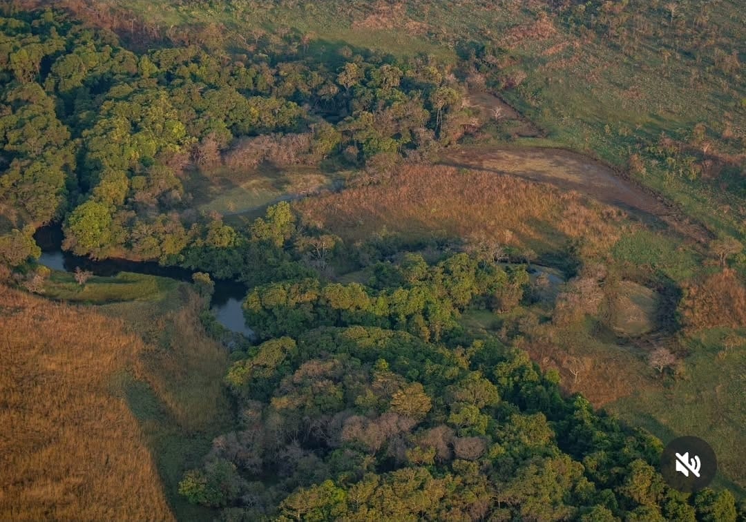 Aerial view of riverine forest in Upemba