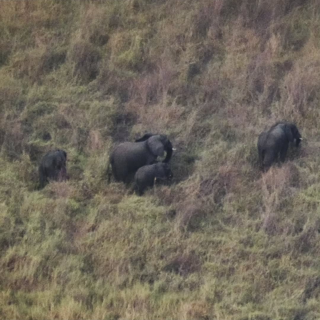 Elephant family in Upemba National Park