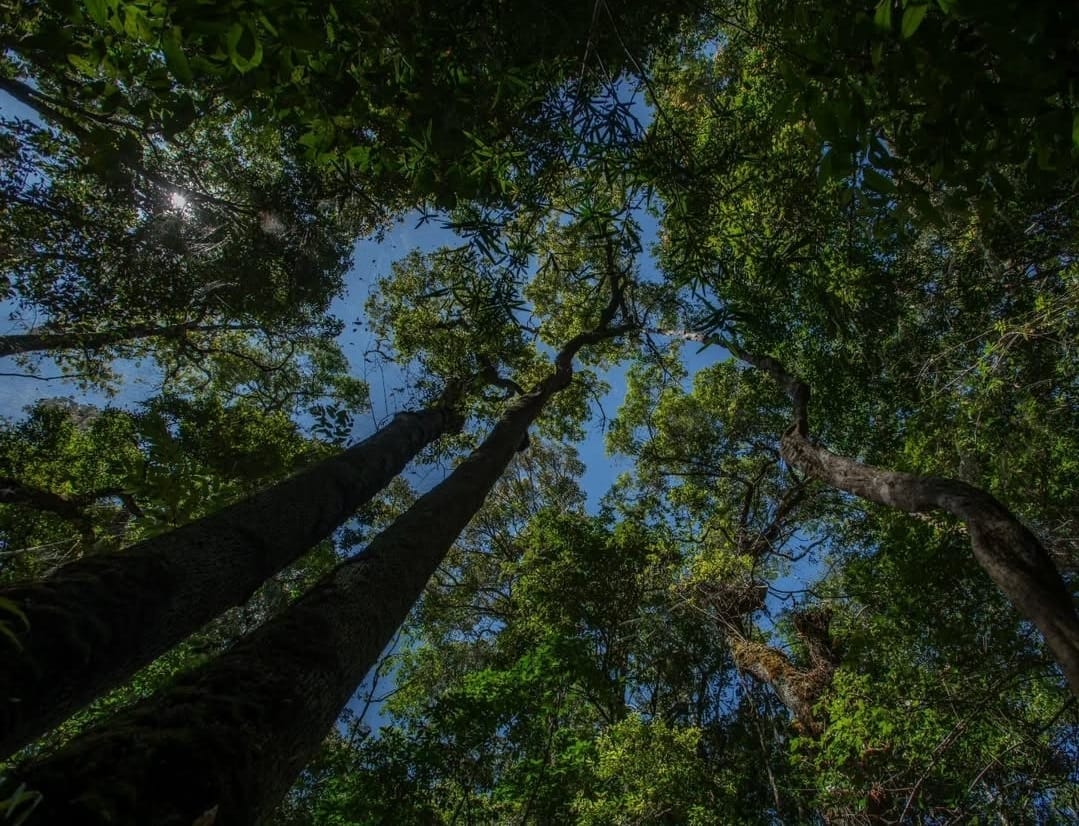 Towering forest canopy in Upemba National Park