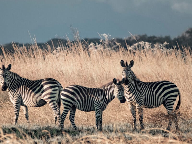Upemba National Park