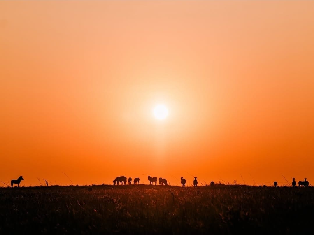 Wildlife silhouettes at sunset in Upemba