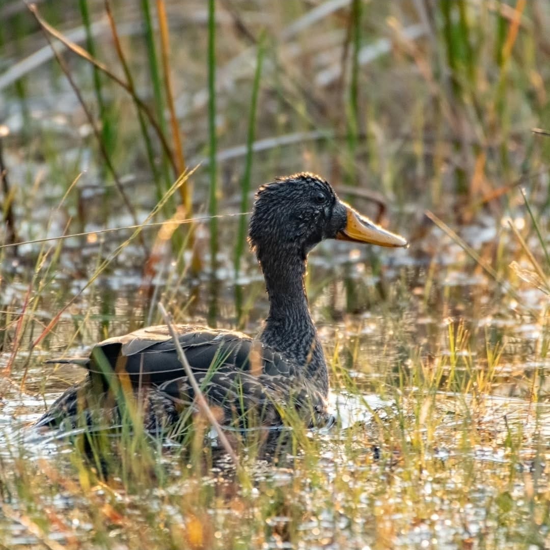 Wetland bird in Upemba papyrus marshes