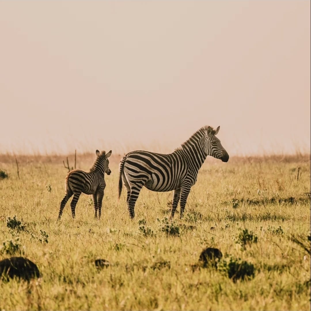 Zebra mother and foal in Upemba National Park savanna