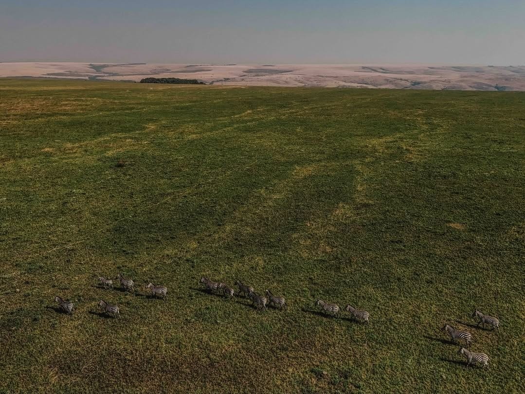 Aerial view of zebra herds in Upemba