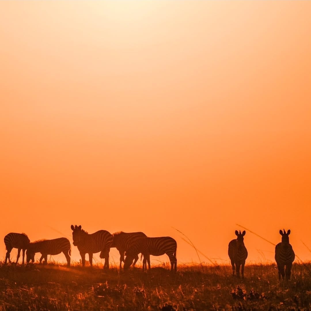 Zebras at golden hour in Upemba