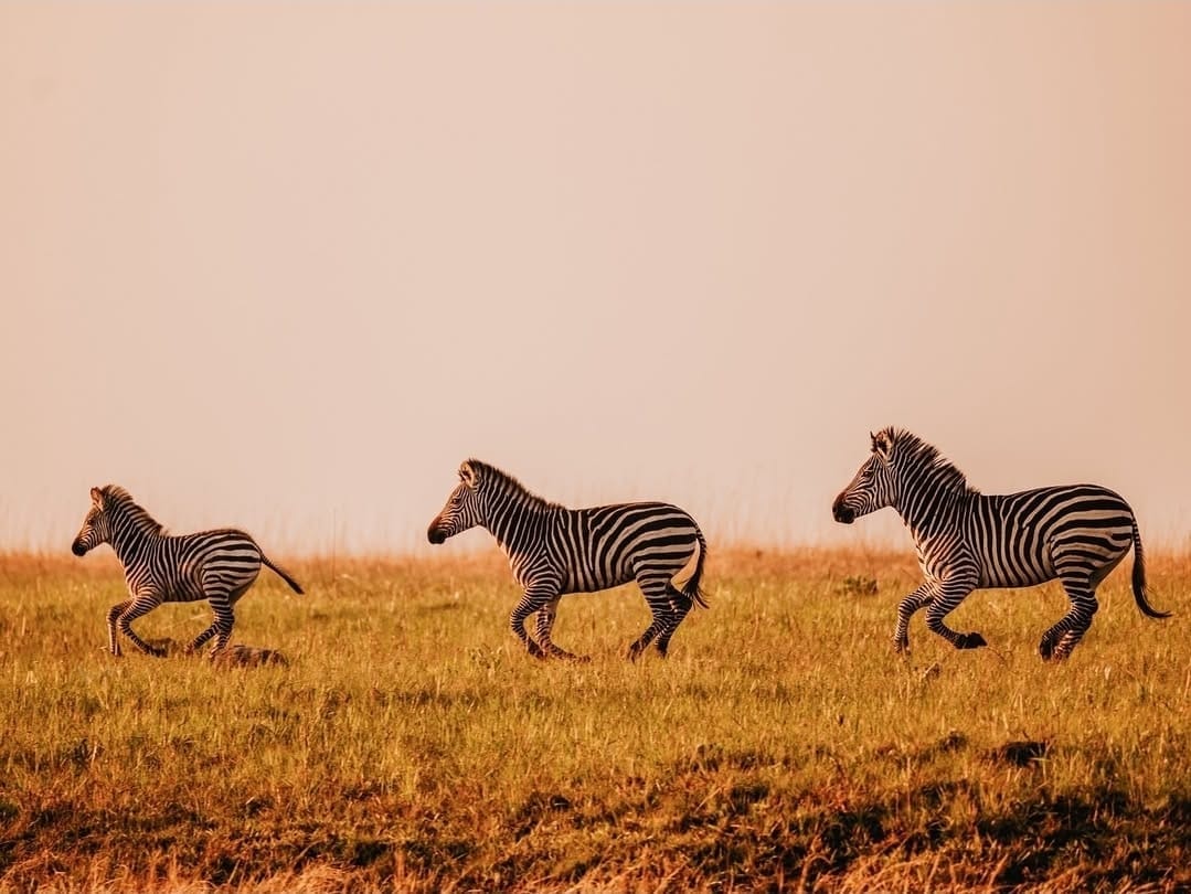 Zebras running across Upemba savanna