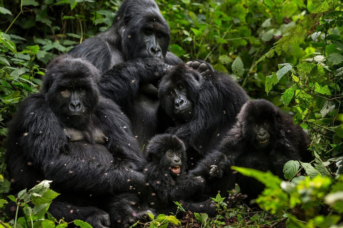 Virunga National Park, Democratic Republic of Congo