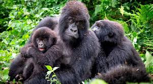 Virunga National Park - Mountain Gorillas