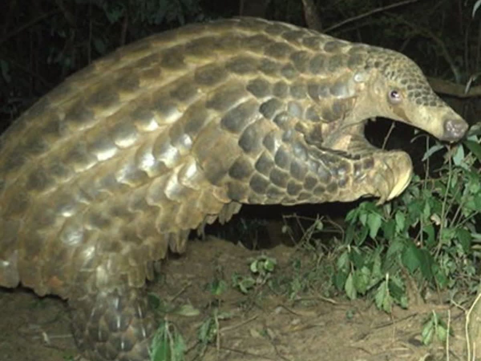 Bili-Uere Hunting Domain, Bas-Uele, DR Congo