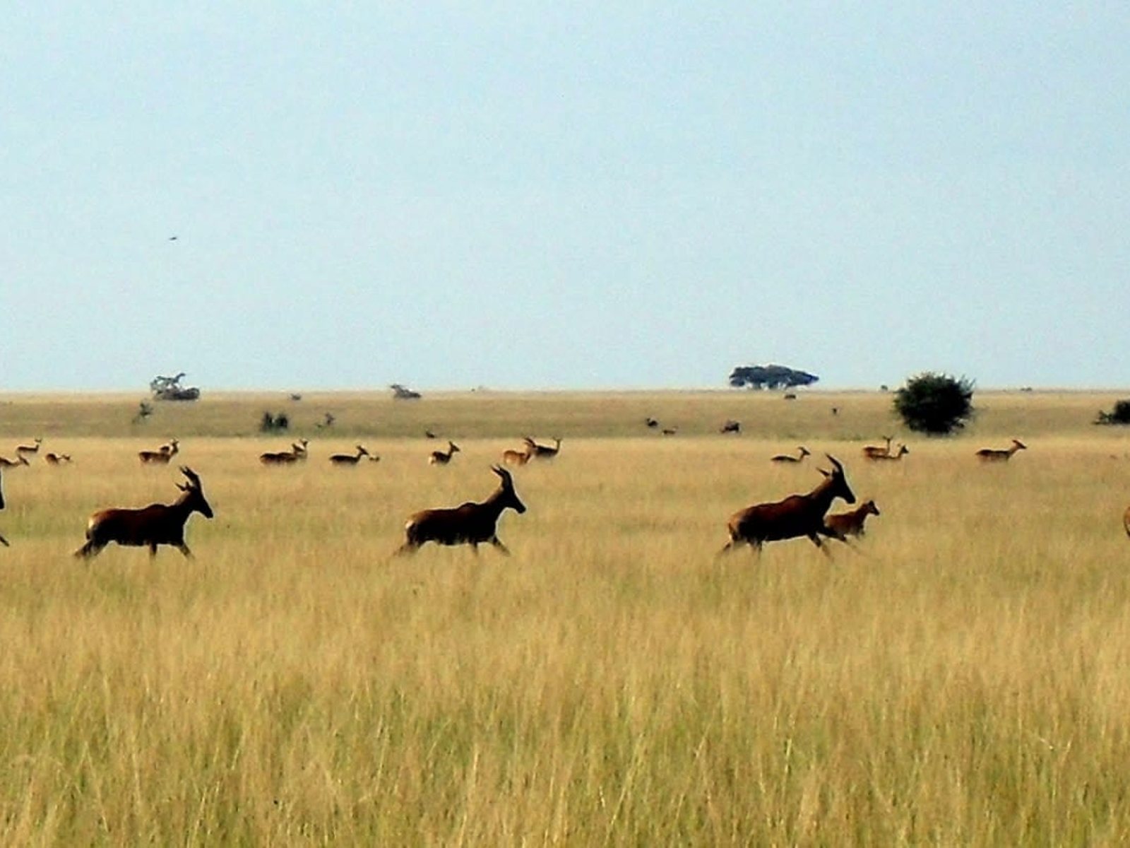 Garamba National Park, Haut-Uele, DR Congo
