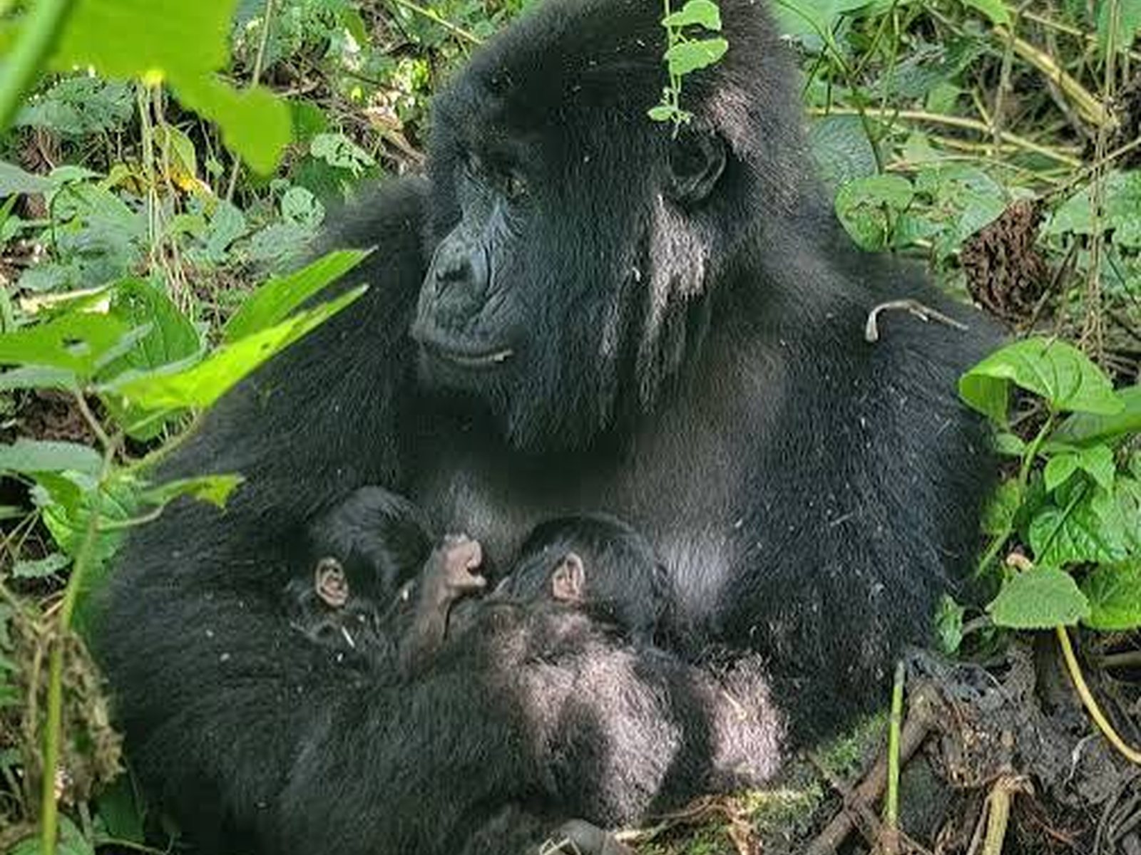 Kahuzi-Biega National Park, South Kivu, DR Congo