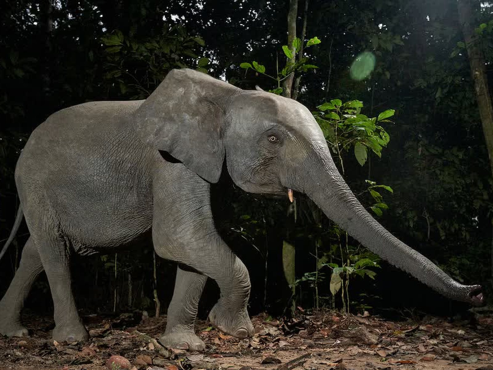 Salonga National Park, Congo Basin, DR Congo