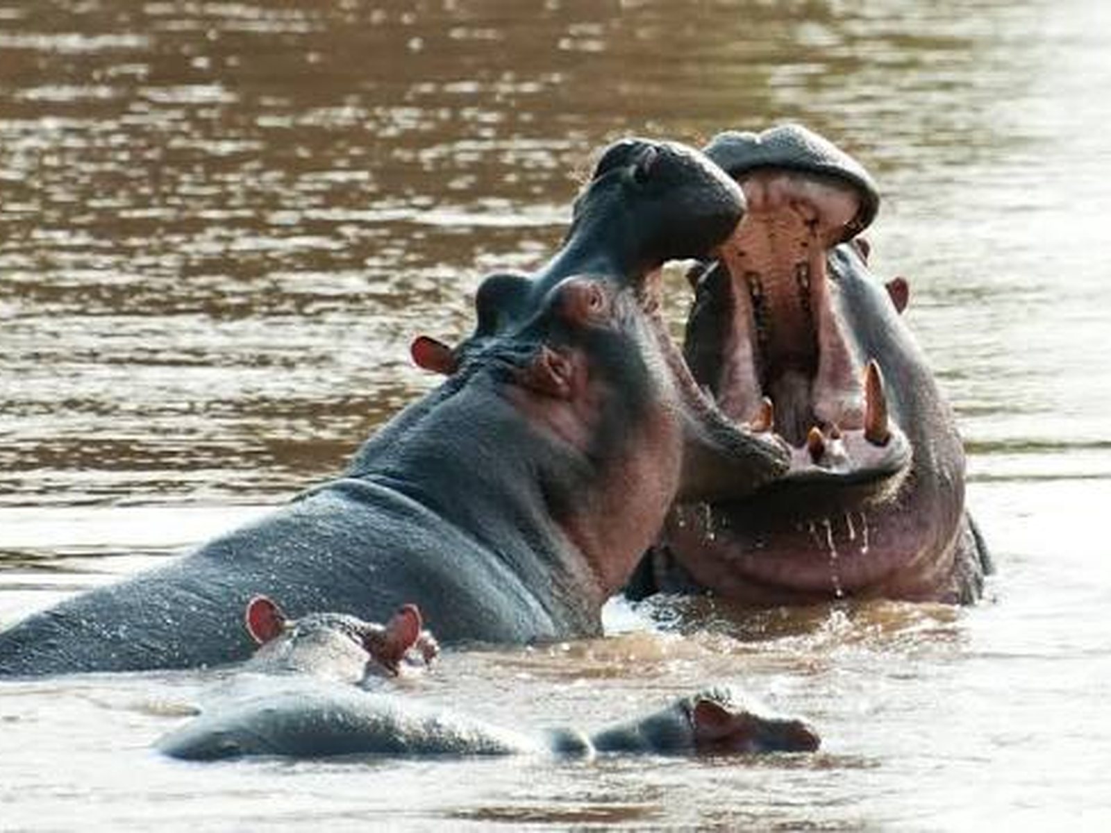 Upemba National Park, Haut-Lomami, DR Congo